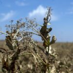 Sequía: piden incluir en la emergencia nacional a los distritos bonaerenses afectados