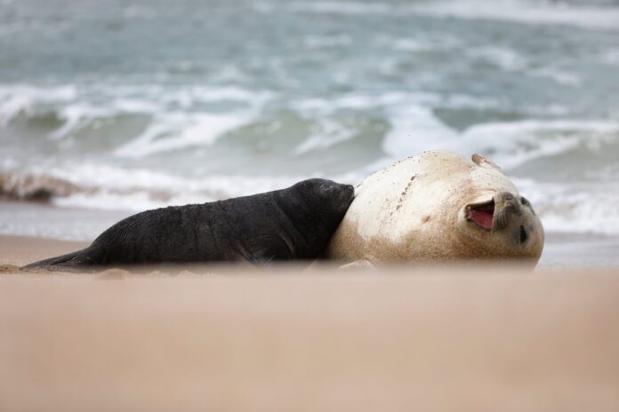 Alfredito, el elefante marino que cautiva en las playas argentinas