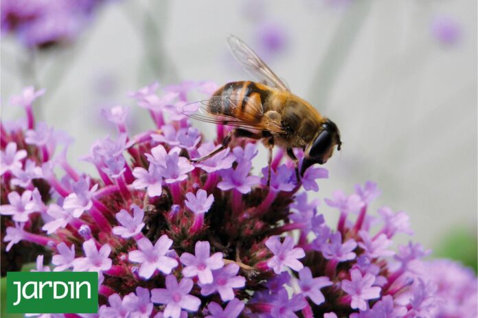 ¿Aliadas o enemigas? La verdad sobre las plantas espontáneas en tu jardín