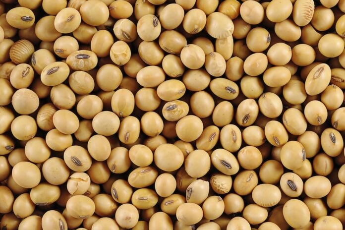 Argentina Resiste la Caída de Precios en Chicago: Un Análisis del Mercado Agrícola