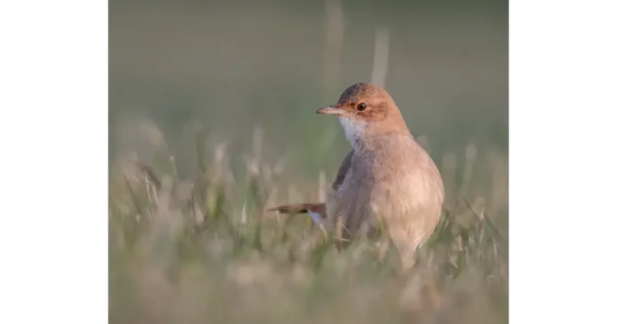 Hornero: El Ave Nacional de Argentina y Su Fascinante Historia