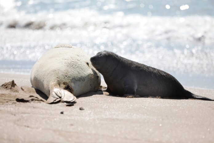 Mar del Plata implementa multas para proteger a la fauna marina en sus playas