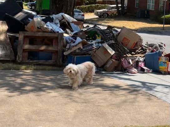 Una perrita llamada Treasure espera tres días a su familia abandonada en Texas